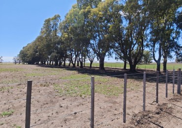 VENTA CAMPO MIXTO 1000 HECTAREAS - SOBRE RUTA 3